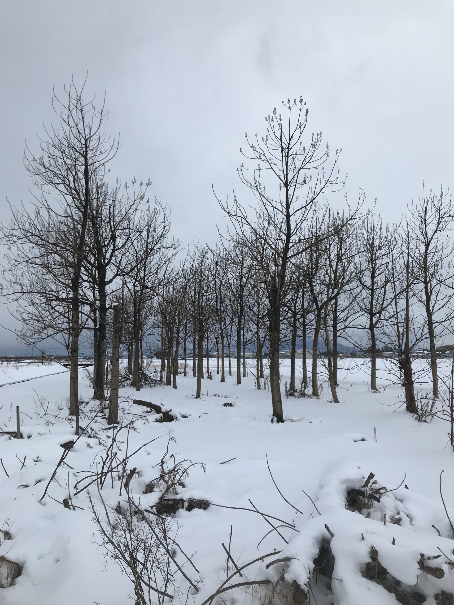 Sanjo, Niigata Planting of fallow fields